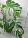 Monstera Variegata Adult