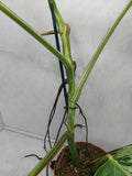 Monstera Variegata Adult