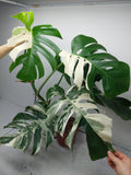 Monstera Variegata Adult