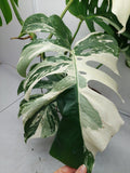 Monstera Variegata Adult