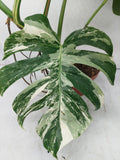 Monstera Variegata Adult