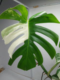 Monstera Variegata Adult