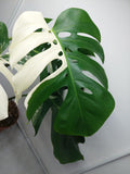 Monstera Variegata Adult