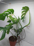 Monstera Variegata Adult