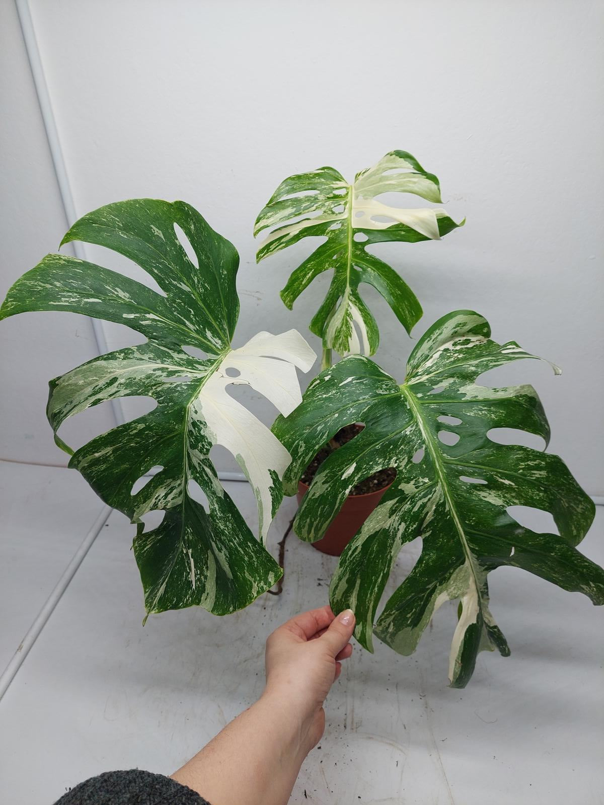 Monstera Variegata Adult