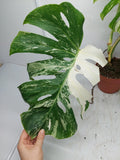 Monstera Variegata Adult