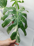 Monstera Variegata Adult