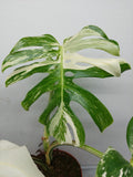 Monstera Variegata Adult