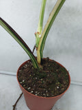 Monstera Variegata Adult