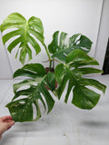 Monstera Variegata Adult