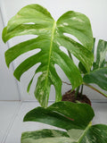 Monstera Variegata Adult