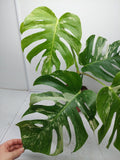 Monstera Variegata Adult