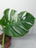 Monstera Variegata Adult