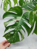 Monstera Variegata Adult