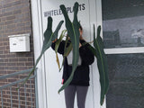 Philodendron Spiritus Sancti groß