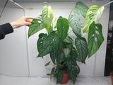 Monstera Siltepecana buschig