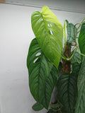 Monstera Siltepecana buschig