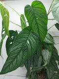 Monstera Siltepecana buschig