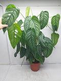 Monstera Siltepecana buschig