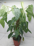 Monstera Siltepecana buschig