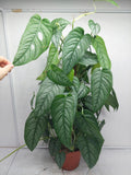 Monstera Siltepecana buschig