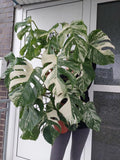 Monstera Variegata buschig