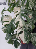 Monstera Variegata buschig