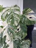 Monstera Variegata buschig