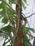 Monstera Variegata buschig