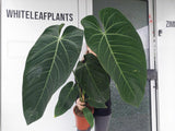 Anthurium Warocqueanum Hybrid groß