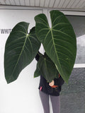 Anthurium Warocqueanum Hybrid groß