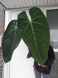 Anthurium Warocqueanum Hybrid groß