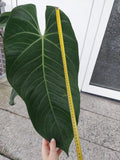 Anthurium Warocqueanum Hybrid groß