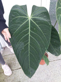 Anthurium Warocqueanum Hybrid groß