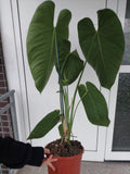 Anthurium Warocqueanum Hybrid groß