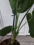 Anthurium Warocqueanum Hybrid groß