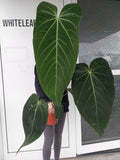 Anthurium Warocqueanum Hybrid groß