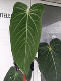 Anthurium Warocqueanum Hybrid groß