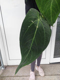 Anthurium Warocqueanum Hybrid groß