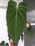 Anthurium Warocqueanum Hybrid groß