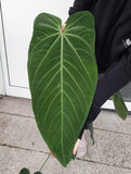 Anthurium Warocqueanum Hybrid groß