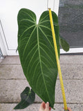 Anthurium Warocqueanum Hybrid groß