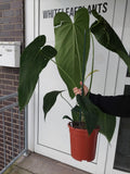 Anthurium Warocqueanum Hybrid groß