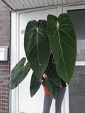 Anthurium Warocqueanum Hybrid groß