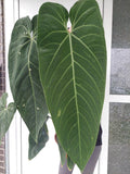 Anthurium Warocqueanum Hybrid groß