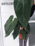 Anthurium Warocqueanum Hybrid groß