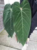 Anthurium Warocqueanum Hybrid groß