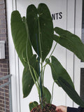 Anthurium Warocqueanum Hybrid groß