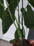 Anthurium Warocqueanum Hybrid groß