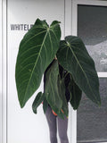 Anthurium Warocqueanum Hybrid groß